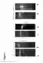 Fig. 08 - Compositions and methods for “resistance-proof” SiRNA therapeutics for influenza