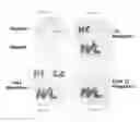 Fig. 02 - Methods of synthesizing heteromultimeric polypeptides in yeast using a haploid mating strategy