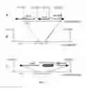 Fig. 02 - Methods and compositions for recombination a gene-deficient strains of 