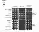 Fig. 02 - TRANSGENIC PLANTS