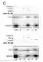 Fig. 05 - TRANSGENIC PLANTS