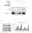 Fig. 06 - TRANSGENIC PLANTS