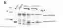 Fig. 09 - TRANSGENIC PLANTS