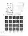 Fig. 14 - TRANSGENIC PLANTS