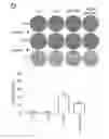 Fig. 15 - TRANSGENIC PLANTS