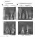 Fig. 18 - TRANSGENIC PLANTS