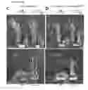 Fig. 19 - TRANSGENIC PLANTS