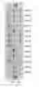 Fig. 58 - COMPOSITIONS AND METHODS OF NUCLEIC ACID-TARGETING NUCLEIC ACIDS