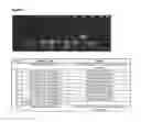 Fig. 11 - Method for detection of KRAS mutations