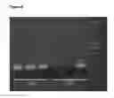 Fig. 15 - Method for detection of KRAS mutations