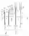 Fig. 10 - Highly selective omega primer amplification of nucleic acid sequences