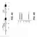 Fig. 10 - Method for Studying V(D)J Combinatory Diversity