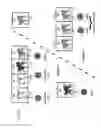 Fig. 03 - ADENOVIRUSES AND THEIR USE