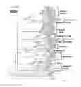 Fig. 10 - ADENOVIRUSES AND THEIR USE