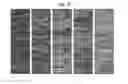 Fig. 10 - FLAME-RETARDANT MAGNESIUM ALLOY AND METHOD OF MANUFACTURING SAME
