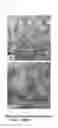 Fig. 22 - SPUTTERING TARGET OF MULTI-COMPONENT SINGLE BODY AND METHOD FOR PREPARATION THEREOF, AND METHOD FOR PRODUCING MULTI-COMPONENT ALLOY-BASED NANOSTRUCTURED THIN FILMS USING SAME