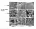 Fig. 01 - Mixed oxide containing a lithium manganese spinel and process for its preparation