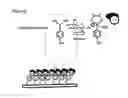 Fig. 04 - Biosensor and molecular identification member