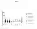 Fig. 04 - Methods of identifying compounds for the treatment of fibrosis by using S1PR5