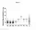 Fig. 08 - Methods of identifying compounds for the treatment of fibrosis by using S1PR5