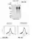 Fig. 11 - Assay device