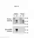 Fig. 06 - MOLECULAR LABELING METHODS