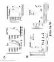 Fig. 07 - Identification of immunogenic mutant peptides using genomic, transcriptomic and proteomic information