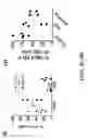 Fig. 08 - Identification of immunogenic mutant peptides using genomic, transcriptomic and proteomic information