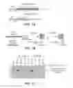Fig. 02 - SELECTION OF FAB FRAGMENTS USING RIBOSOMAL DISPLAY TECHNOLOGY