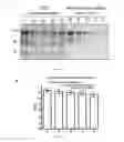 Fig. 03 - RGMa Fragment Based Diagnostic Assay