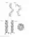 Fig. 13 - Method for determining agent capacity to alter pH using poly dA nucleic acid switches