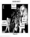 Fig. 07 - Method for binding site identification by molecular dynamics simulation (silcs: site identification by ligand competitive saturation)