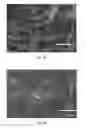 Fig. 08 - Method of producing electrically conductive polymer and cellulose nanocomposites
