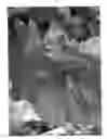Fig. 01 - Purple Hearts