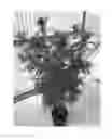 Fig. 01 - Cannabis plant named 'MIDNIGHT'