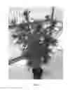 Fig. 02 - Cannabis plant named 'MIDNIGHT'