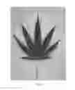 Fig. 03 - Cannabis plant named 'MIDNIGHT'