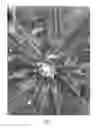 Fig. 04 - Cannabis plant named 'MIDNIGHT'