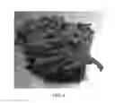 Fig. 05 - Cannabis plant named 'MIDNIGHT'