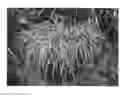 Fig. 01 - Themeda trianda plant named 'THEM01'
