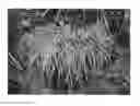 Fig. 02 - Themeda trianda plant named 'THEM01'