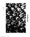 Fig. 15 - CROP PROTECTION NETTING