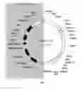Fig. 02 - Potato transformation vector pSIM1278