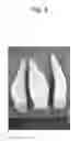 Fig. 09 - Onion with reduced pungency that does not generate lachrymatory component