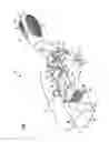 Fig. 04 - Grooming tool and methods