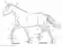 Fig. 01 - System and Method for Detection of Lameness in Sport Horses and other Quadrupeds