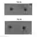 Fig. 32 - Hard surface made up of material including an antimicrobial exfoliated vermiculite composite material as a sanitizer