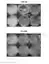 Fig. 42 - Hard surface made up of material including an antimicrobial exfoliated vermiculite composite material as a sanitizer
