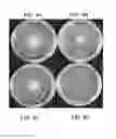 Fig. 05 - Organic and environmentally “green” biocide compositions and applications