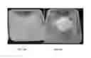 Fig. 09 - Organic and environmentally “green” biocide compositions and applications